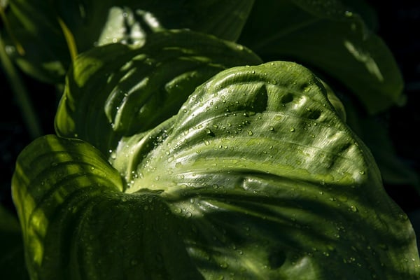 plants