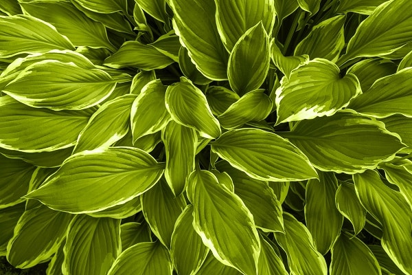 plants