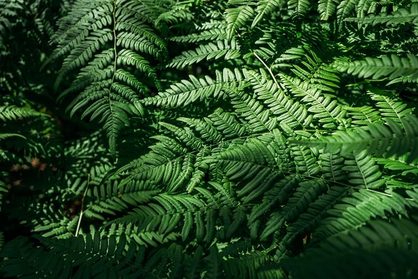 plants
