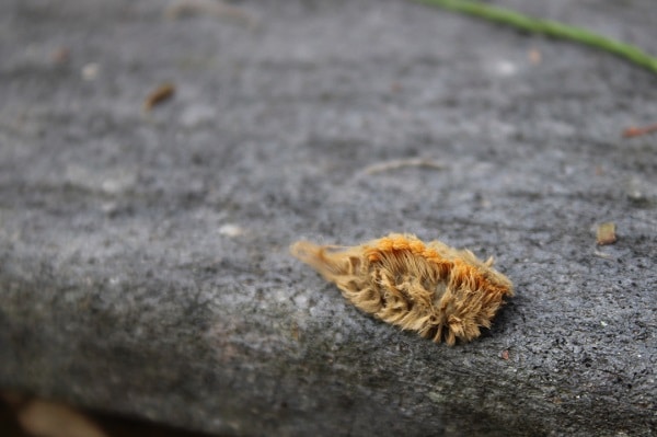 Bugs That Can Kill You