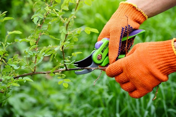 Your Yard