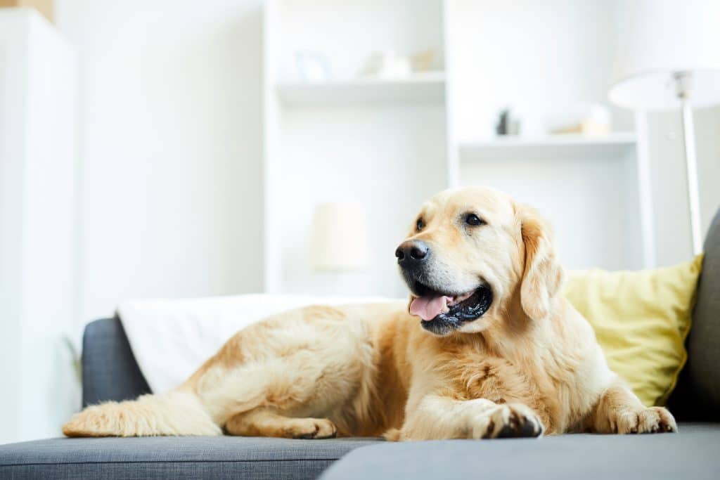 Pet-Friendly
