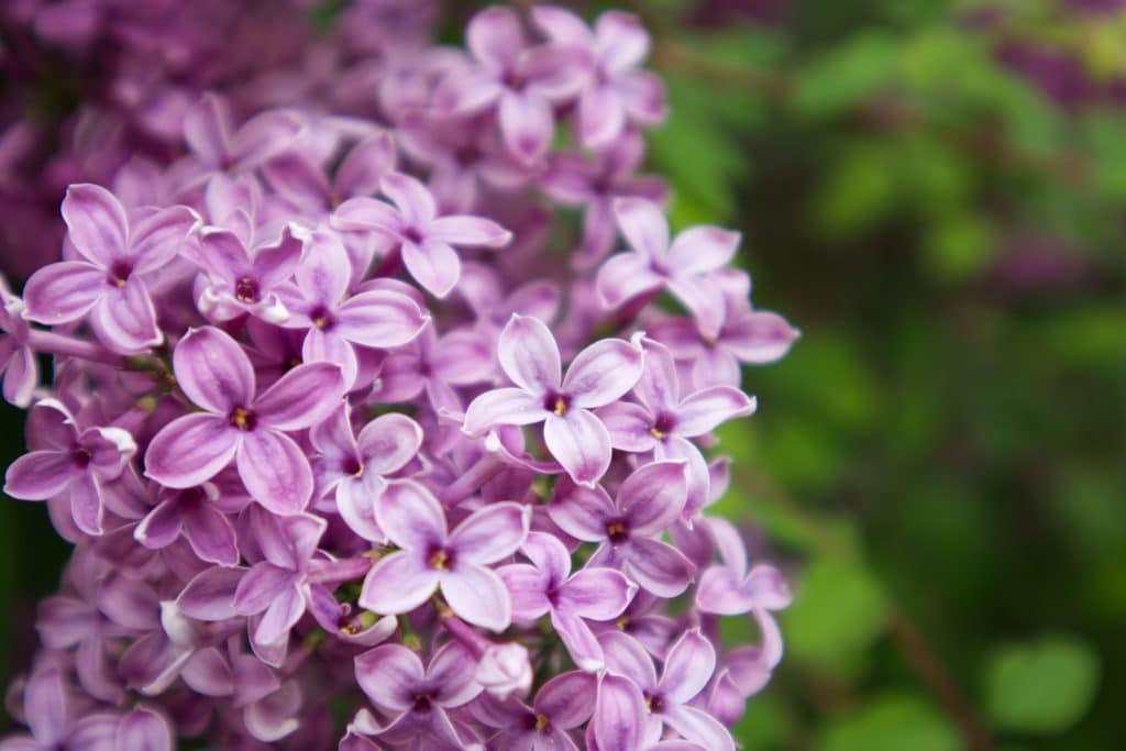 Lilac