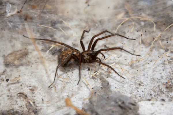 Spiders In Your Yard That Can Kill You
