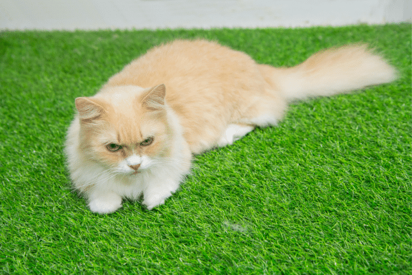 Crazy Looking House Cat Breeds