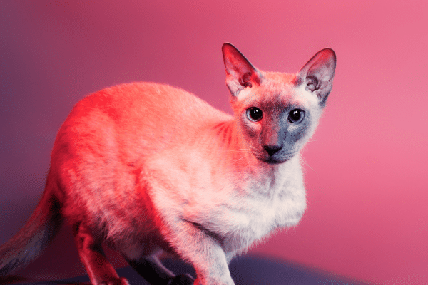 Crazy Looking House Cat Breeds