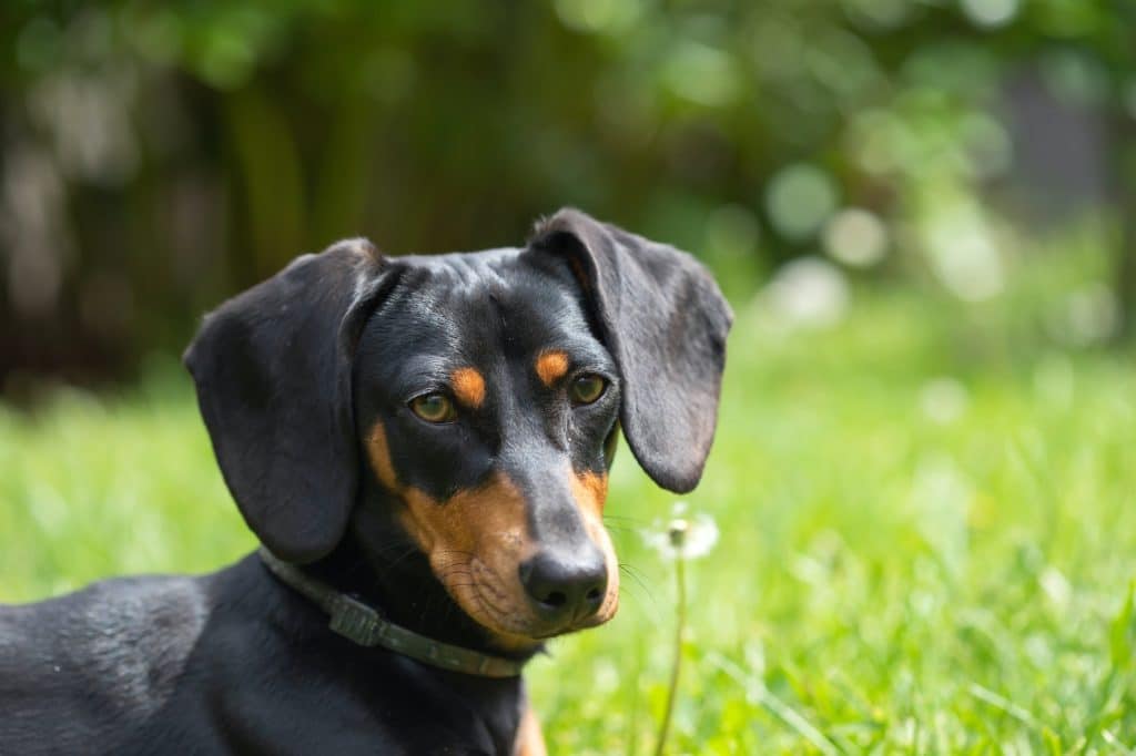 Miniature Dog Breeds