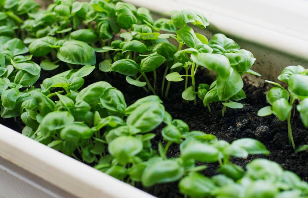 Plants That Will Keep The Bugs Away