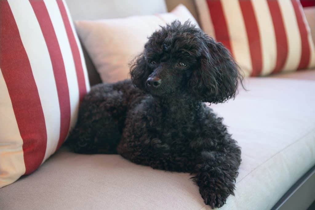 Miniature Dog Breeds
