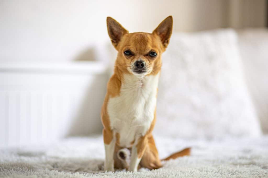Miniature Dog Breeds