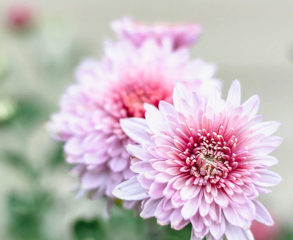 Plants That Will Keep The Bugs Away