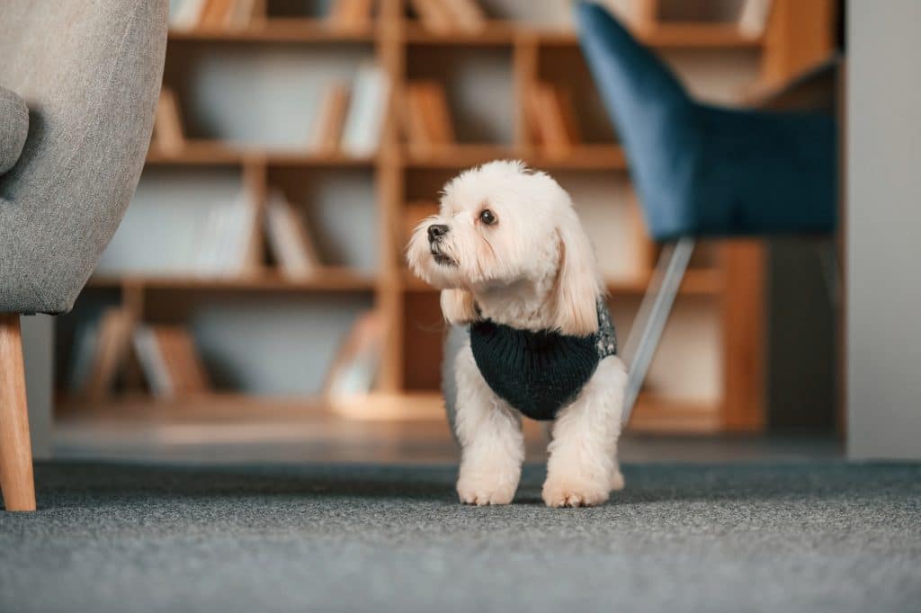 Small Dog Breeds
