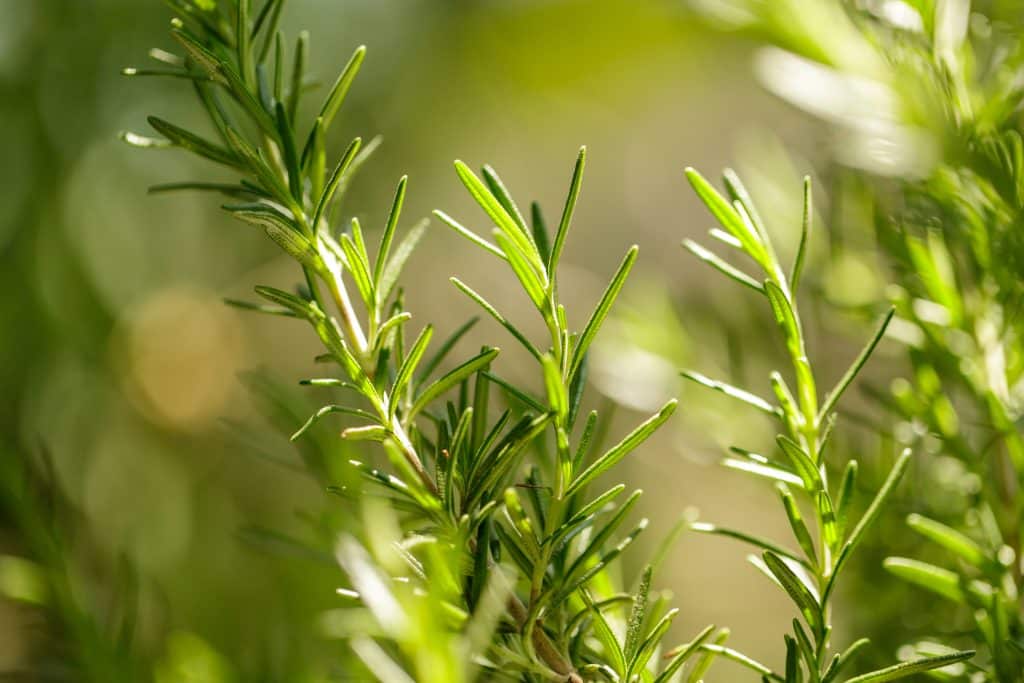 Plants That Will Keep The Bugs Away