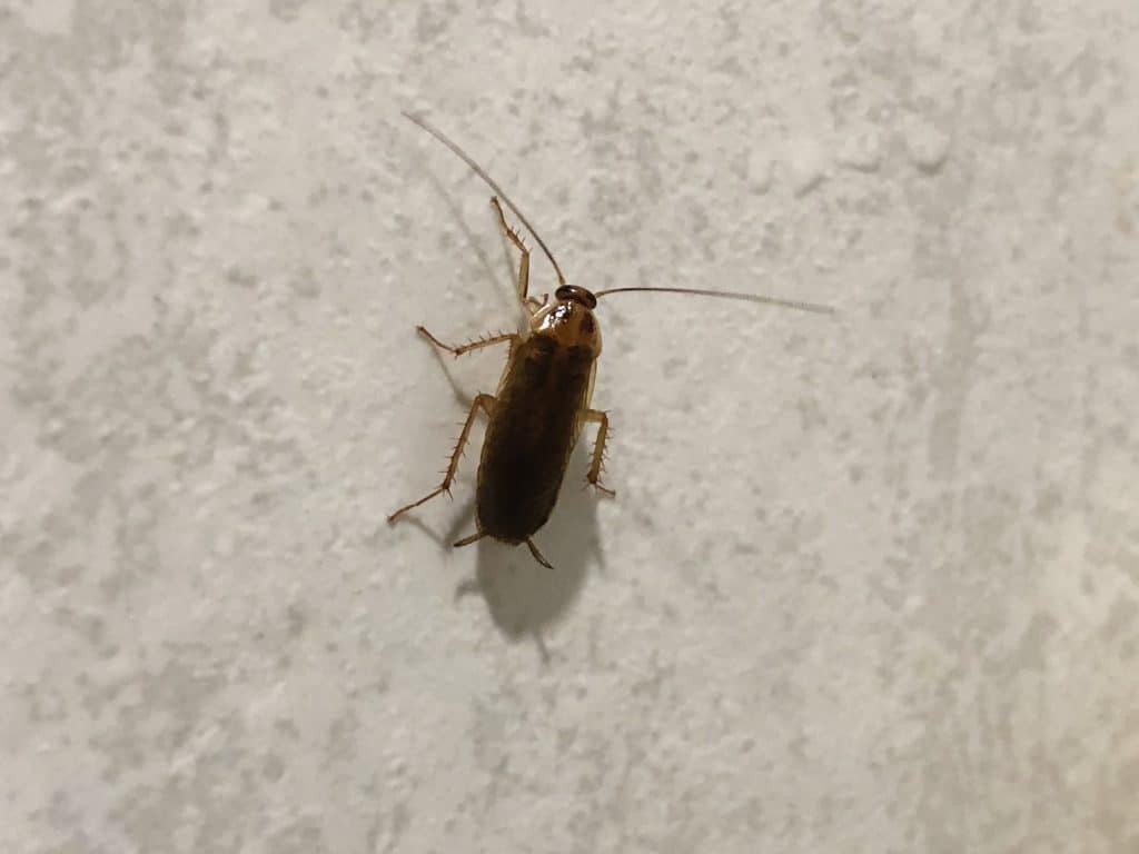 German cockroaches run in the bathroom