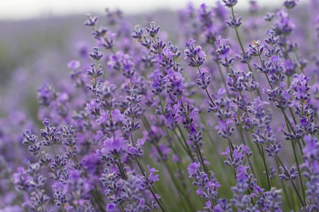 Plants That Will Keep The Bugs Away