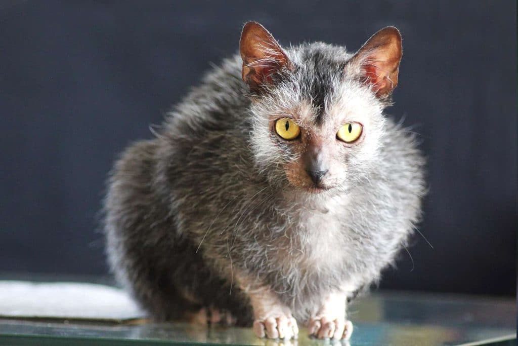 Crazy Looking House Cat Breeds