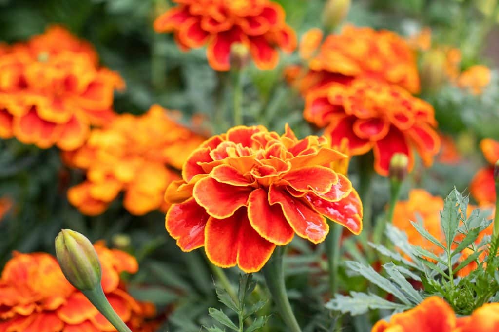 Plants That Will Keep The Bugs Away