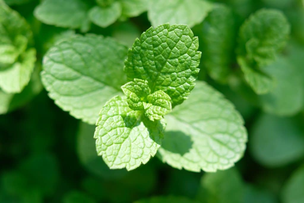 Plants That Will Keep The Bugs Away