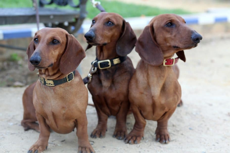 Miniature Dog Breeds