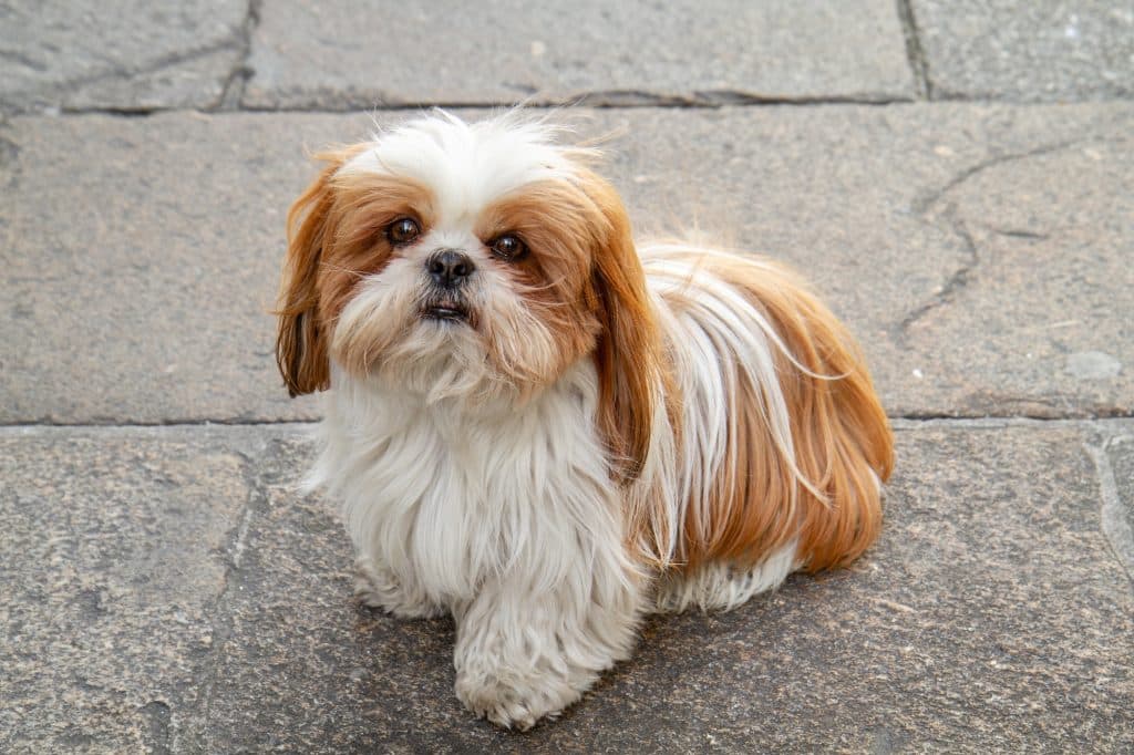 Miniature Dog Breeds
