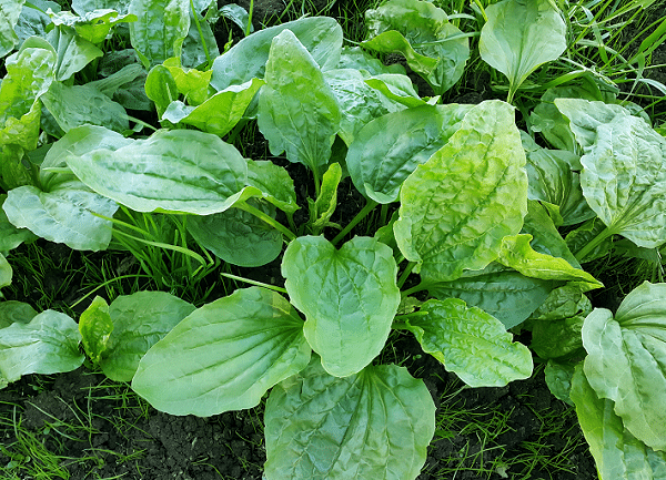 Weeds To Keep Out Of Your Lawn