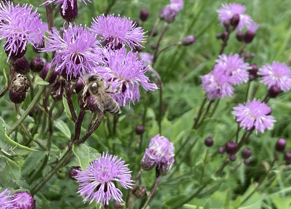 Weeds To Keep Out Of Your Lawn