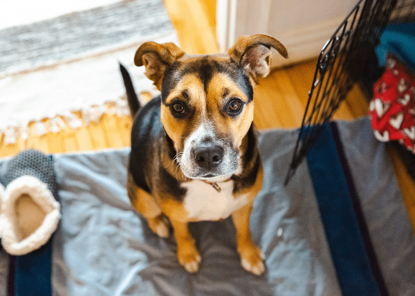 Crate Training Your Dog