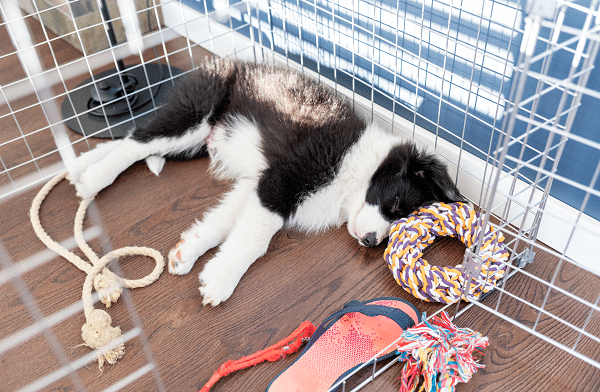 Crate Training Your Dog