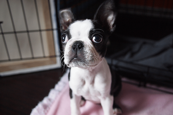 Crate Training Your Dog