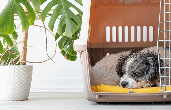 Crate Training Your Dog