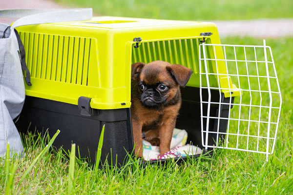 Crate Training Your Dog