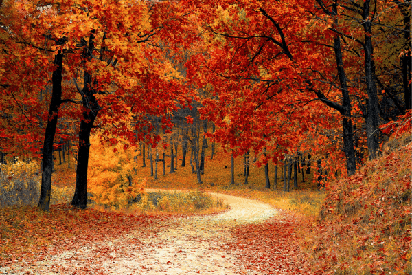 How To Deal With Leaves This Fall