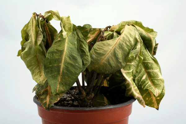 How You Are Watering Your Plants Wrong