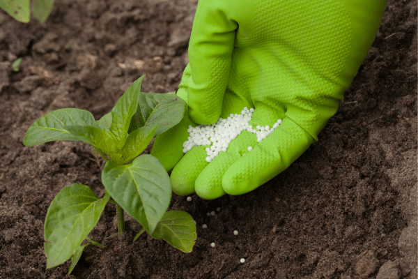 Indoor Gardening Tips And Tricks
