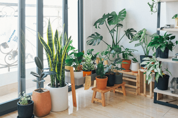 Grow Your Own Food Without A Backyard