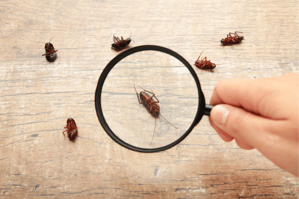 How To Prevent Bugs In Your House After Winter