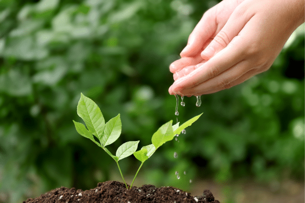 How You Are Watering Your Plants Wrong