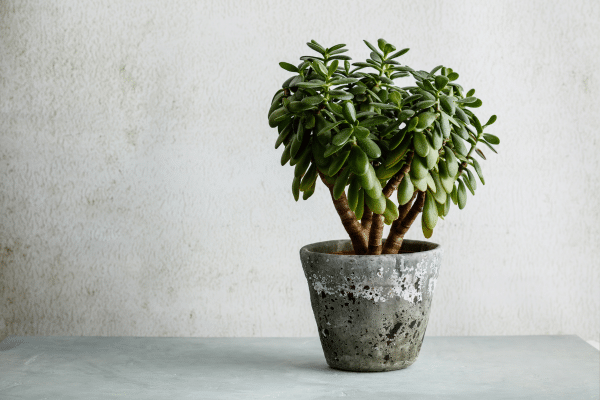 The Prettiest Indoor Plants