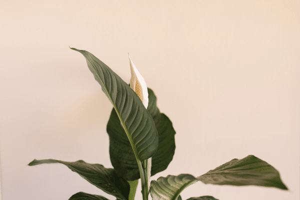 The Prettiest Indoor Plants