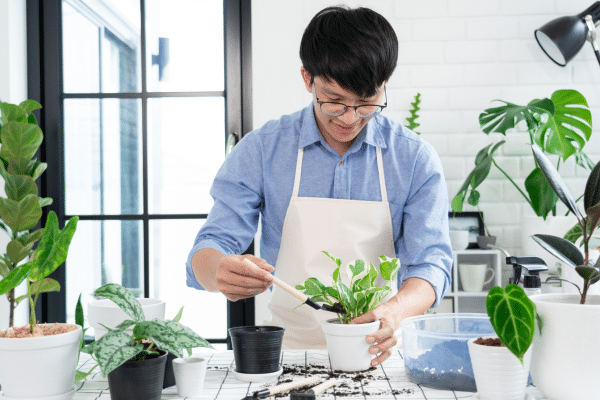 Indoor Gardening Tips And Tricks