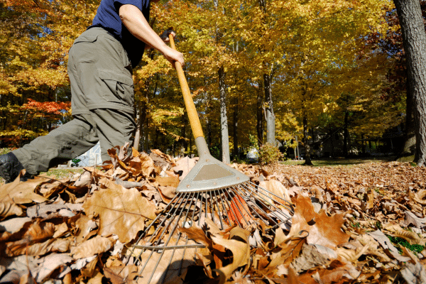 How To Deal With Leaves This Fall