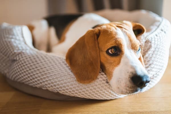Pet 