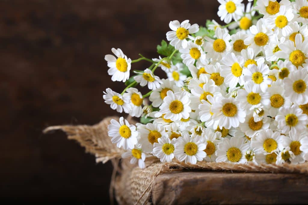 Medicinal Indoor Plants