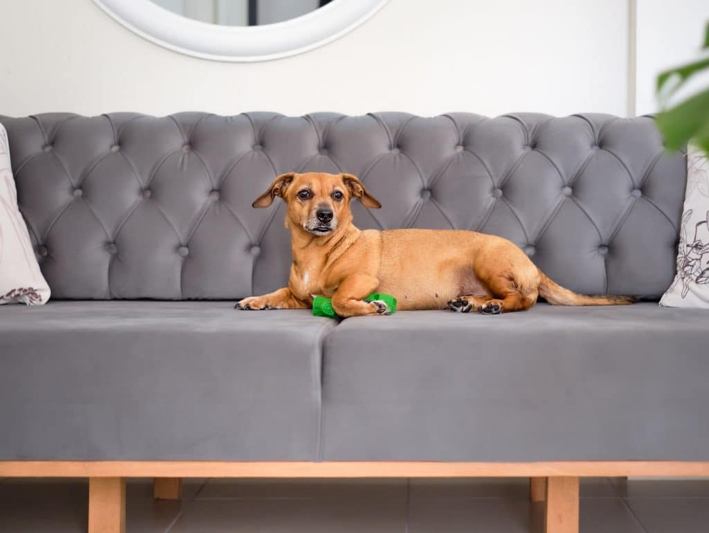 Furniture Looking New