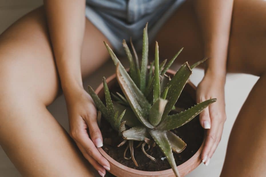 Medicinal Indoor Plants