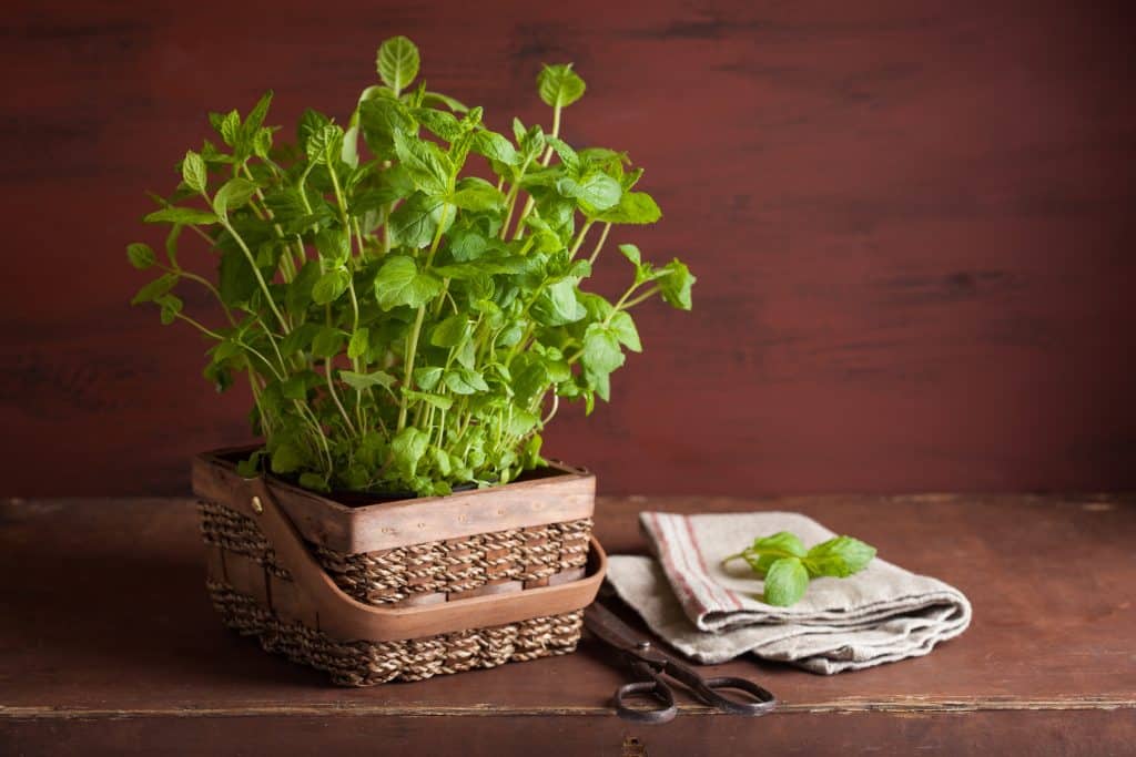 Medicinal Indoor Plants