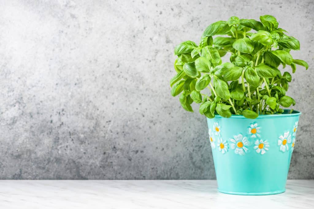 Medicinal Indoor Plants