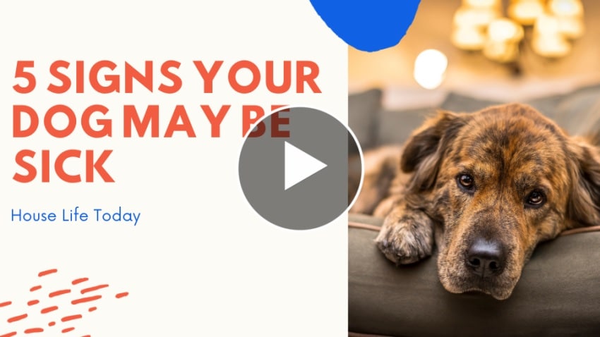 Your Dog May Be Sick