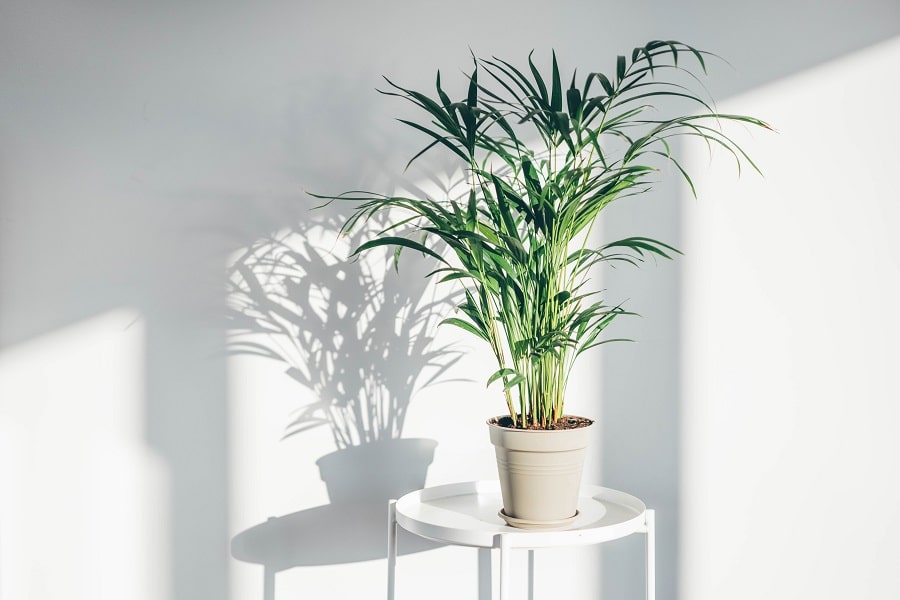 Plants