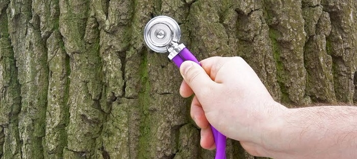 Tree Diseases And Prevention